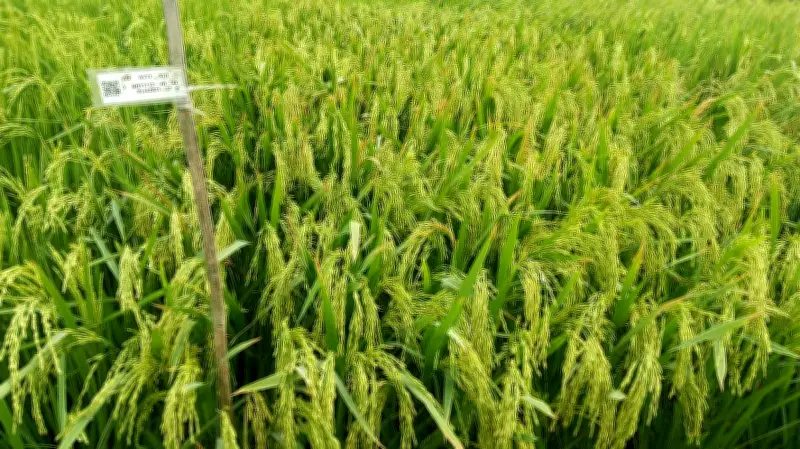 ব্রি উদ্ভাবন করল নতুন ছয়টি ধানের জাত, দেশের শস্যভান্ডারে যুক্ত হলো হাইব্রিড ও পুষ্টিসমৃদ্ধ জাত