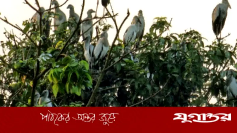 নাটোরের তিরাইল গ্রাম এখন পাখিদের নিরাপদ আবাসস্থল