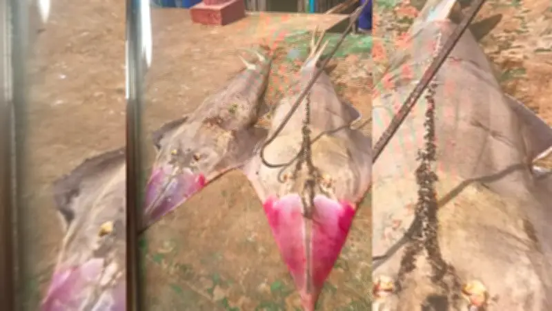 সুন্দরবনে মাছ শিকার: পিএসএল ফ্র্যাঞ্চাইজির দুই ট্রলারসহ ১৪ জেলে আটক