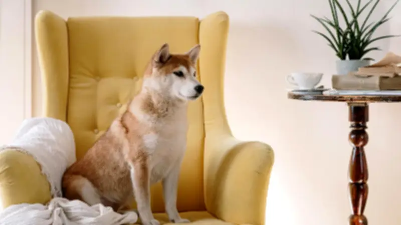 বিজ্ঞানীদের গবেষণায় উঠে এলো, পোষা কুকুরও শব্দের মাধ্যমে ভাব প্রকাশ করতে পারে