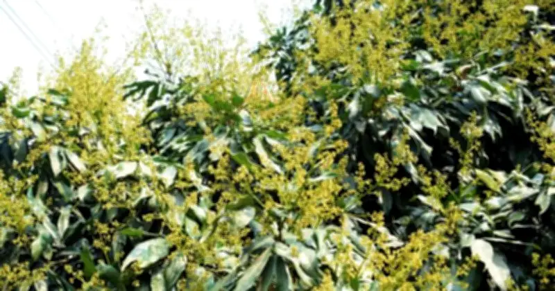 দিনাজপুরে লিচু গাছে ফুটেছে ফুল, কৃষকদের আশা বাম্পার ফলনের