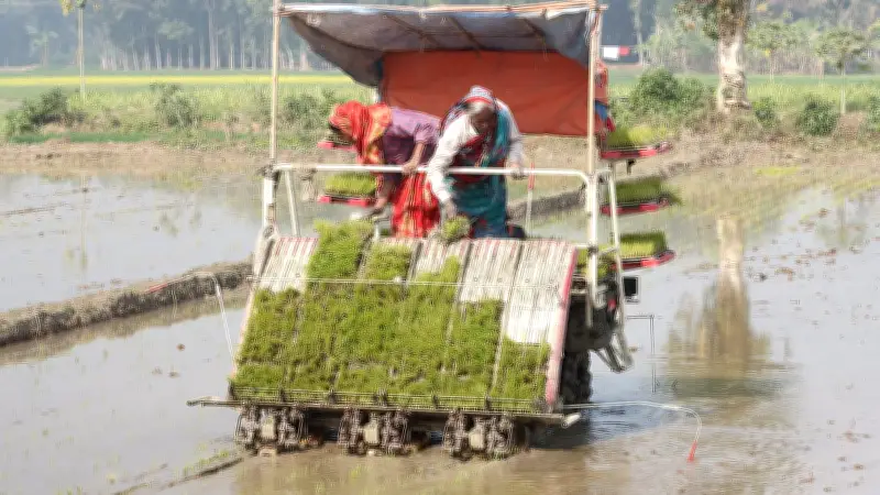 বোরো মৌসুমে কৃষকের প্রস্তুতি: লাঙল থেকে আধুনিক যন্ত্রে ধান রোপণ