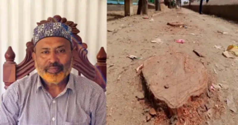 মিঠামইনে বিএনপি নেতার বিরুদ্ধে বেড়িবাঁধের মেহগনি গাছ কাটার অভিযোগ