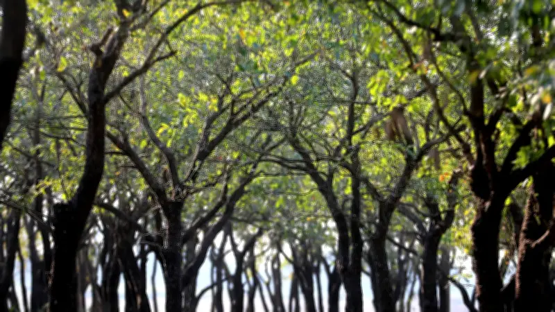 বসন্তের আগমনে হাওরে ফিরছে সবুজের ছোঁয়া, শুকনো জলাশয়ে জীবনের স্পন্দন