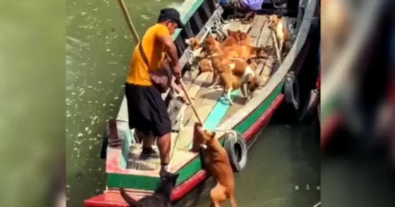 রাঙ্গামাটি থেকে কুকুর পাচার: মিজোরামের উৎসবকে কেন্দ্র করে বেড়েছে শিকার