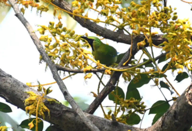 বাংলাদেশের গ্রামীণ জীবনের একঝলক: প্রকৃতি, সংগ্রাম ও সৌন্দর্যের মিশেল