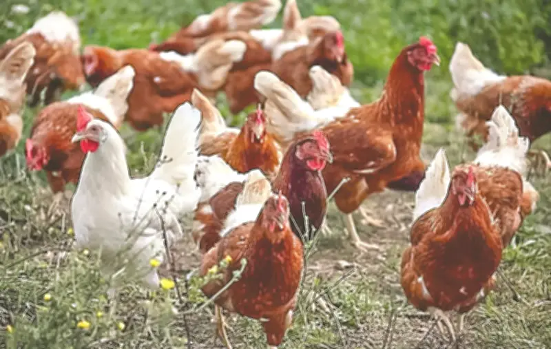 মুরগি পোষেন মনোবিজ্ঞানের অধ্যাপক, একাকিত্ব দূর করতে সহায়ক