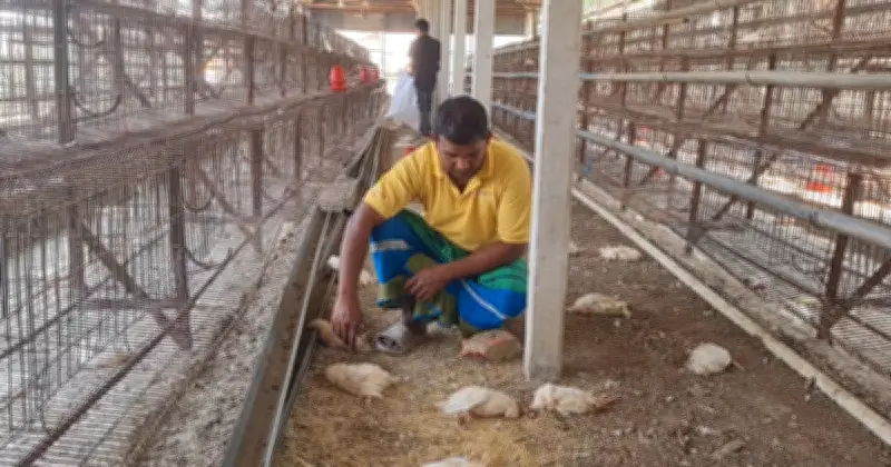 টাঙ্গাইলে ভেটেরিনারি প্রতারণায় ১৭ হাজার মুরগির মৃত্যু, খামারির ৪০ লাখ টাকা ক্ষতি