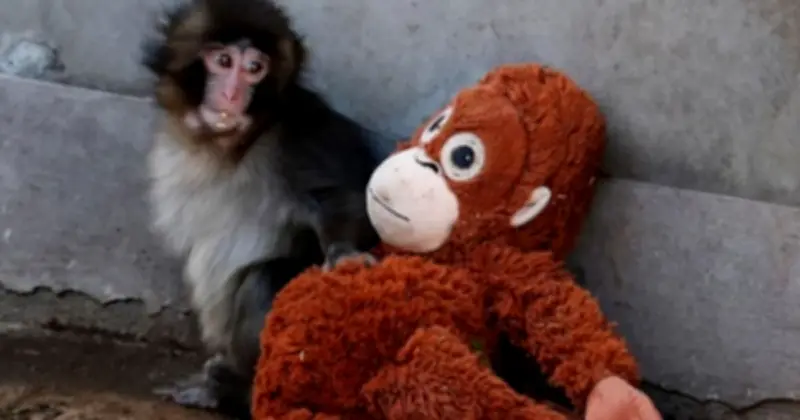 জাপানের ইচিকাওয়া সিটি চিড়িয়াখানায় অনলাইন তারকা হয়ে উঠেছে শিশু ম্যাকাক 'পাঞ্চ'
