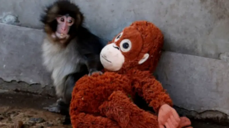 জাপানের চিড়িয়াখানায় 'পাঞ্চ' বানরের ভাইরাল জনপ্রিয়তা, বাংলাদেশে নানা ঘটনা