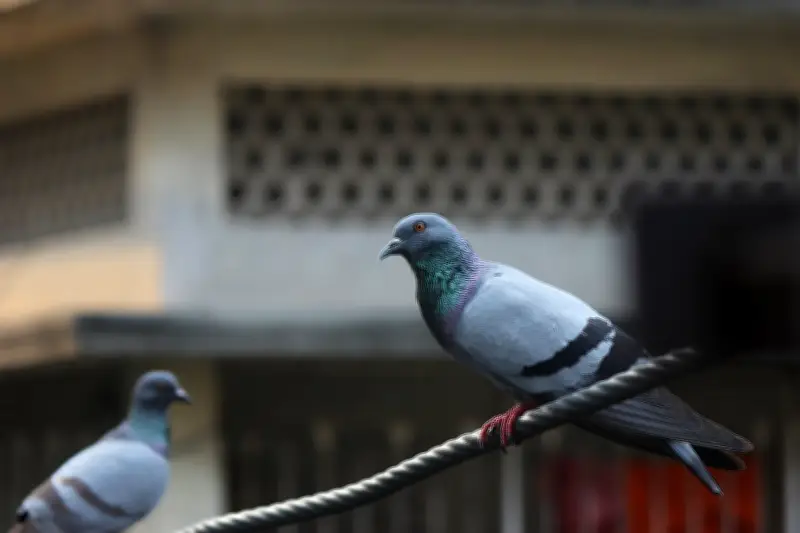 কবুতরের একটুখানি বিশ্রাম: একটি অপ্রত্যাশিত বন্ধুর আগমন