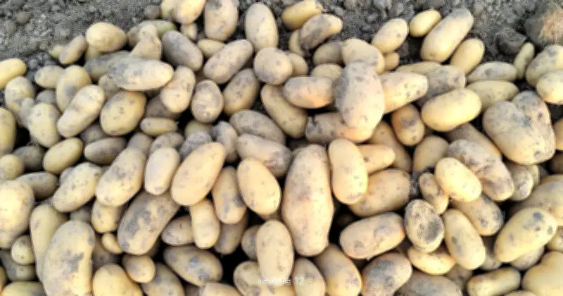 থাকুরগাঁওয়ে আলু চাষে ১৫ বছরে ৯ মৌসুম ক্ষতি, কৃষকের দুর্ভোগ অব্যাহত