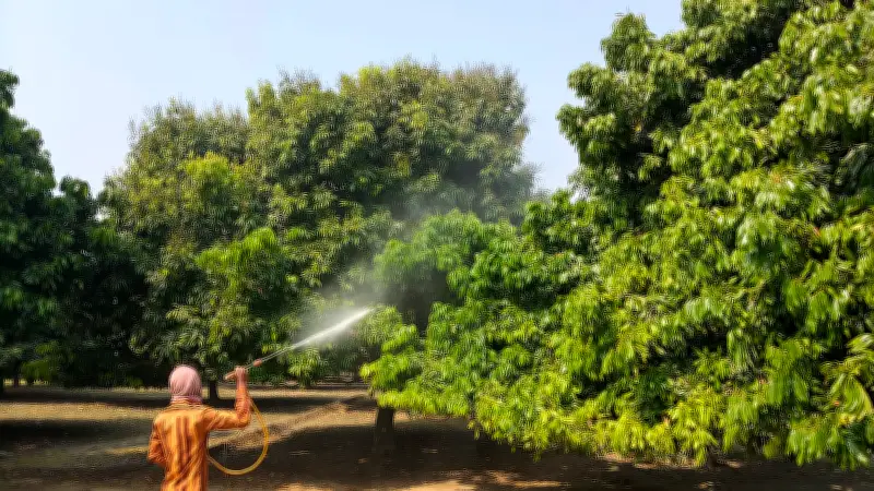 দিনাজপুরে লিচুর মুকুলে কৃষকের ব্যস্ততা, অনুকূল আবহাওয়ায় ভালো ফলনের আশা