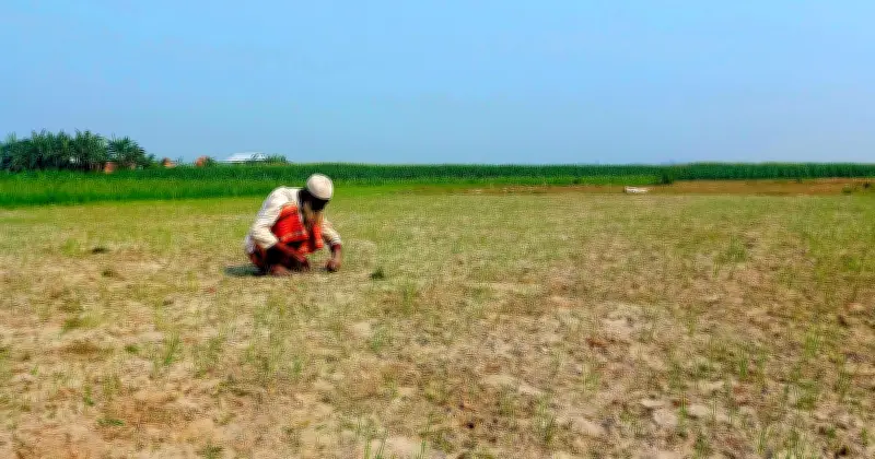 যমুনার চরে সবুজ বিপ্লব: নদীভাঙনে সর্বহারা মানুষের স্বপ্নের ফসল