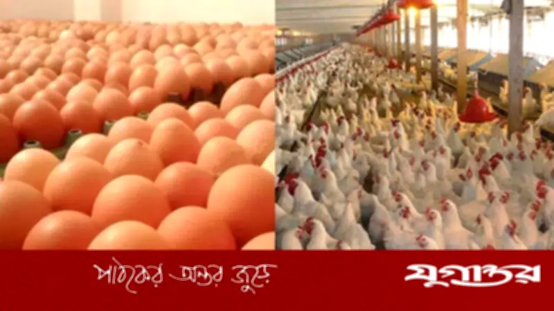 সৌদি আরবের নিষেধাজ্ঞা: বাংলাদেশসহ ৪০ দেশ থেকে মুরগি ও ডিম আমদানি বন্ধ