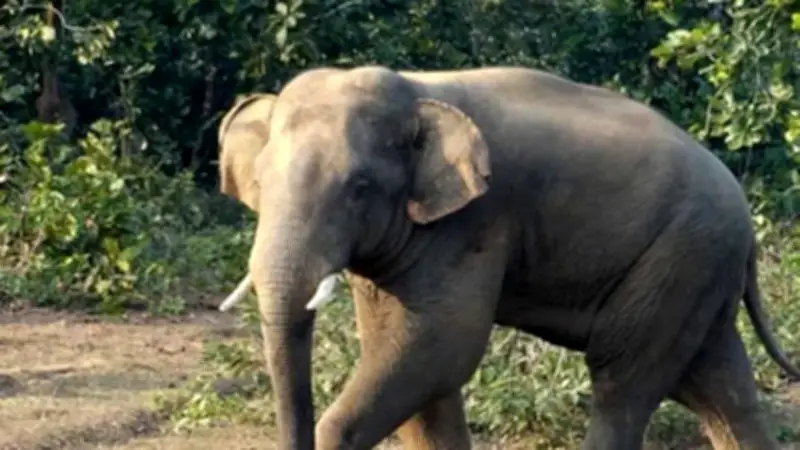 বন্যহাতির আক্রমণে কৃষকের মৃত্যু, চট্টগ্রামে বিস্ফোরণে মৃত ৫, সৌদিতে ডিম রপ্তানি বন্ধ