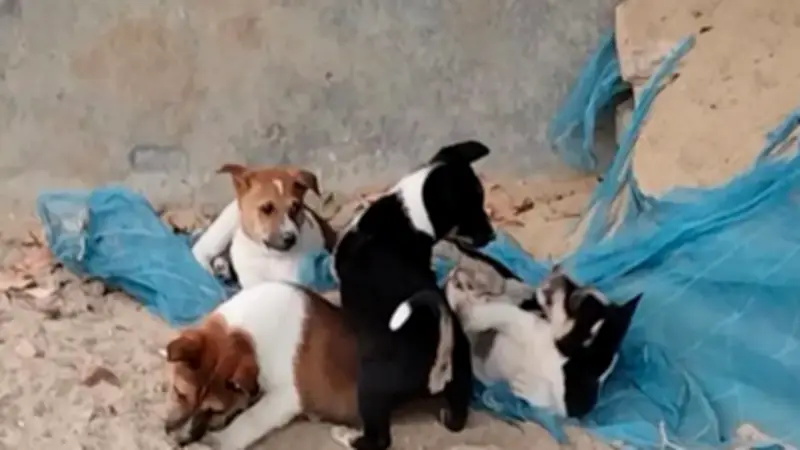 বাংলাদেশি ডিম রপ্তানি বন্ধ, নতুন আইজিপি দায়িত্বে, বিস্ফোরণে মৃত্যু বেড়ে ৫