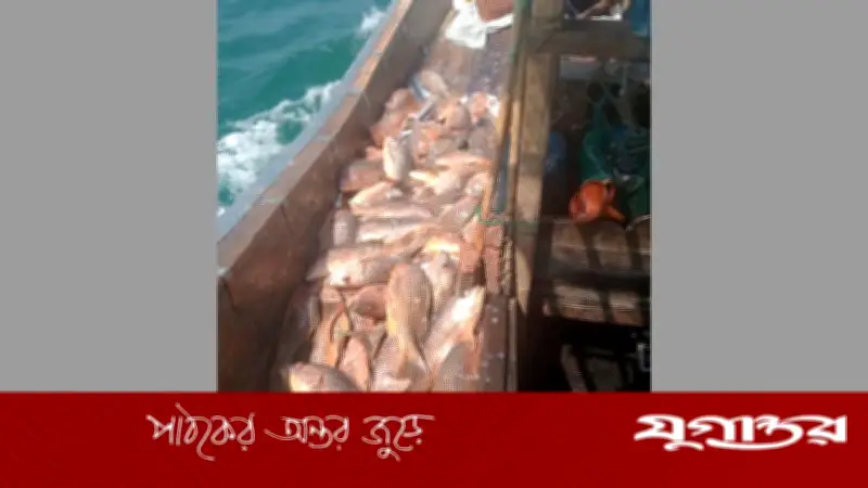 টেকনাফে ১১০০ লাল কোরাল ধরা পড়েছে, বিক্রি হয়েছে ৩১ লাখ টাকায়