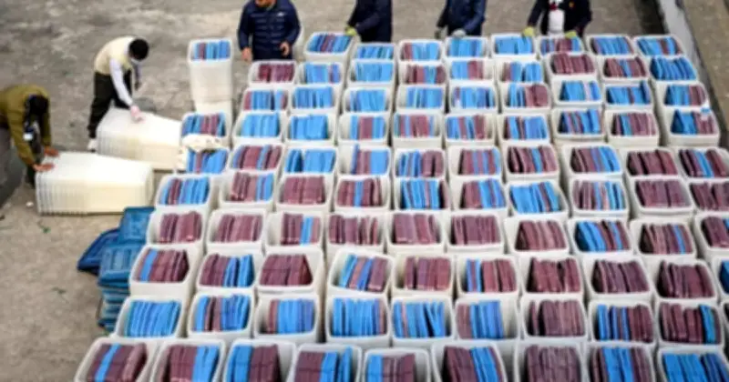 নেপালের নির্বাচনী প্রস্তুতি সম্পন্ন, ভোটারদের নির্ভয়ে ভোটাধিকার প্রয়োগের আহ্বান