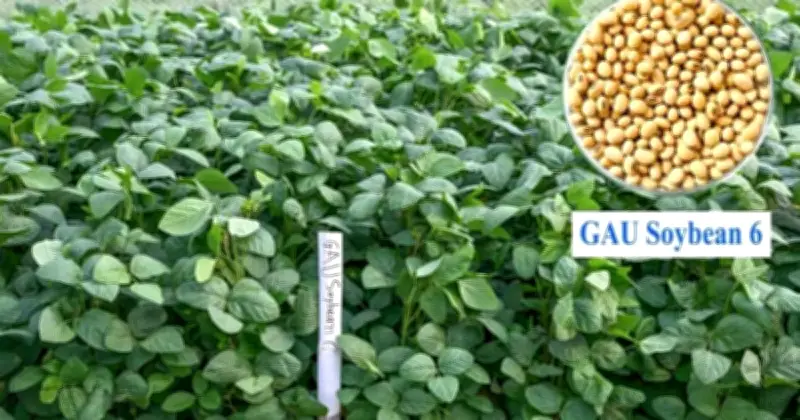 গাজীপুর কৃষি বিশ্ববিদ্যালয়ের অভাবনীয় সাফল্য: উদ্ভাবিত দেশের প্রথম খরা-সহিষ্ণু সয়াবিন হাইব্রিড