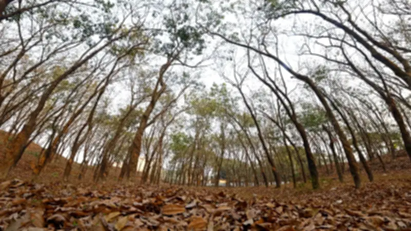 রাবারবনে নতুন পাতার সমারোহ: পুরোনো পাতার বিদায়, নতুনের আমন্ত্রণ