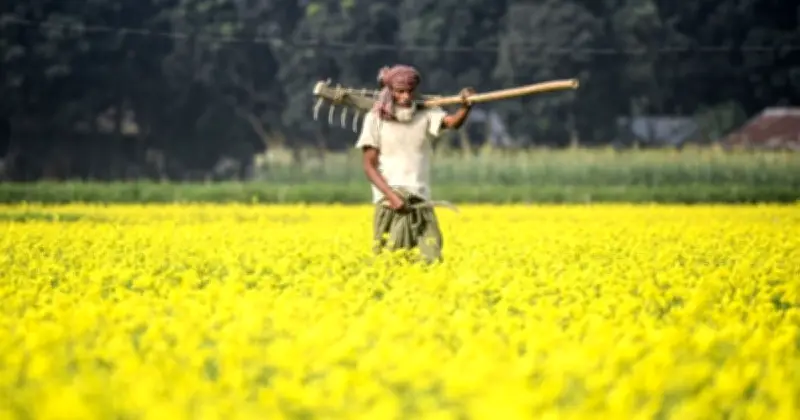 সিরাজগঞ্জে সরিষা উৎপাদনে নতুন রেকর্ড: দেশের শীর্ষ স্থান দখল