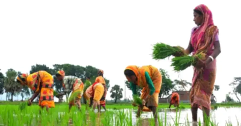 ঠাকুরগাঁওয়ের আলুচাষিদের ক্ষতি: কৃষি ব্যবস্থাপনায় গভীর সংকটের ইঙ্গিত