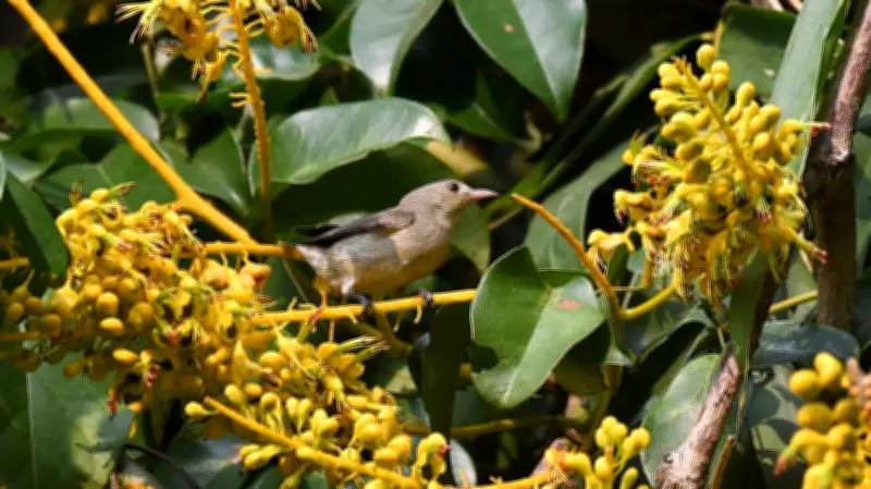 বাংলাদেশের বিভিন্ন প্রান্তের দৈনন্দিন জীবন: ফুল, ফসল ও শিশুদের উচ্ছ্বাস