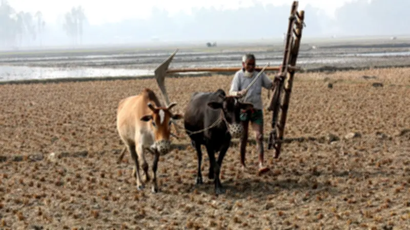 বাংলাদেশের কৃষি ও কৃষক: নিওলিবারেল ব্যবস্থায় বন্দী এক জীবনযুদ্ধের গল্প