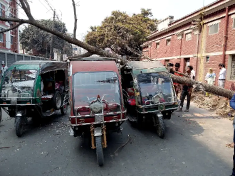 ফরিদপুরে মেহগনি গাছ ভেঙে ইজিবাইকের ওপর পড়ল, যাত্রীরা অলৌকিকভাবে বেঁচে গেলেন