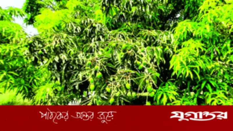 চাঁপাইনবাবগঞ্জে অসময়ে বৃষ্টিতে আমচাষিদের উৎকণ্ঠা, মুকুলে ছত্রাকের ঝুঁকি