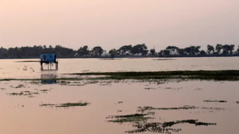 যশোরের বিলে জলাবদ্ধতা: হাজার হাজার হেক্টর জমিতে বোরো ধান চাষ ব্যাহত
