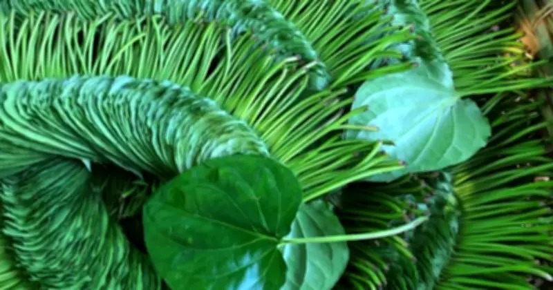 রাজশাহীর পান চাষে সুদিন: গত বছরের বন্যা থেকে উত্তরণে চাষিদের মুখে হাসি