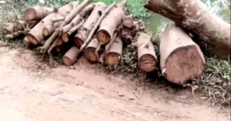 সুনামগঞ্জে জামায়াত নেতার বিরুদ্ধে সরকারি রাস্তার গাছ কাটার অভিযোগ