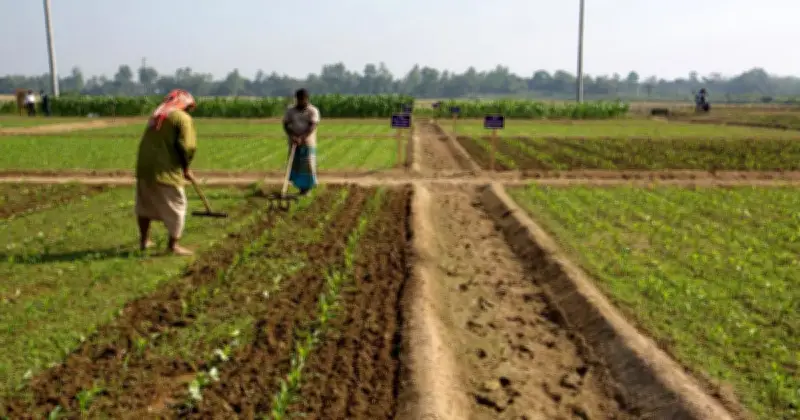 জলবায়ু সংকটে কৃষি খাতের নতুন আশা: উদ্ভাবিত হলো খরা-সহিষ্ণু সয়াবিন