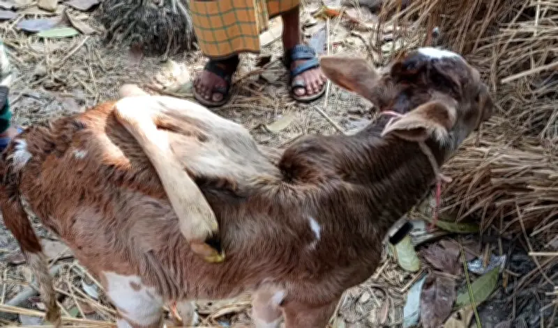 ভোলার লালমোহনে ছয় পা-বিশিষ্ট গরুর বাছুরের জন্ম, এলাকায় চাঞ্চল্য