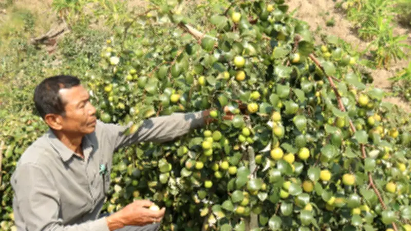 পাহাড়ে বরইয়ের সাফল্য: নীলকান্ত চাকমার বাগান থেকে বছরে ৯ লাখ টাকা আয়ের আশা