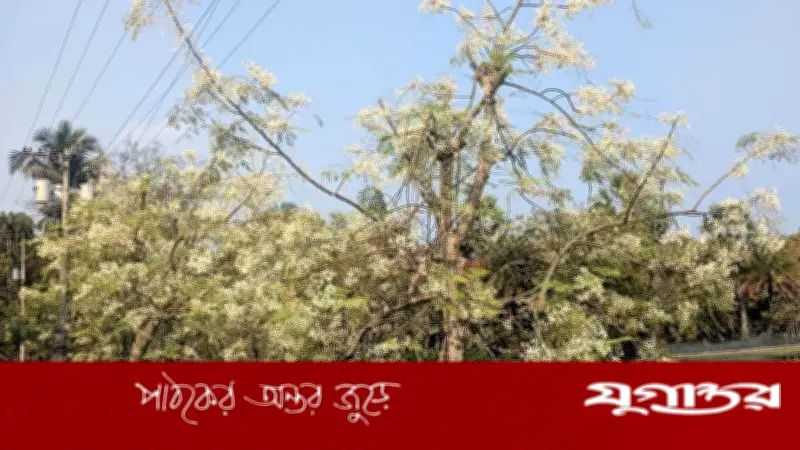 নাটোরের বড়াইগ্রামে সজনের বাম্পার ফলন, এক কোটি টাকার 'সুপার ফুড' উৎপাদনের সম্ভাবনা