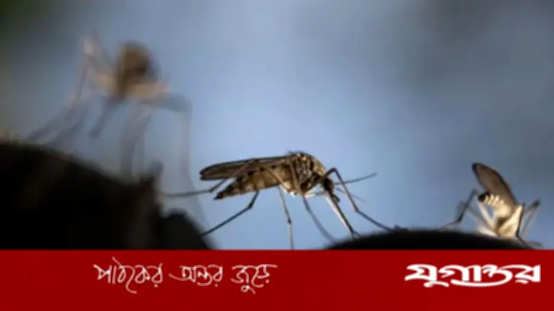 গাজীপুরে মশার দাপটে অতিষ্ঠ নগরবাসী, সিটি করপোরেশনের ব্যর্থতায় ক্ষোভ