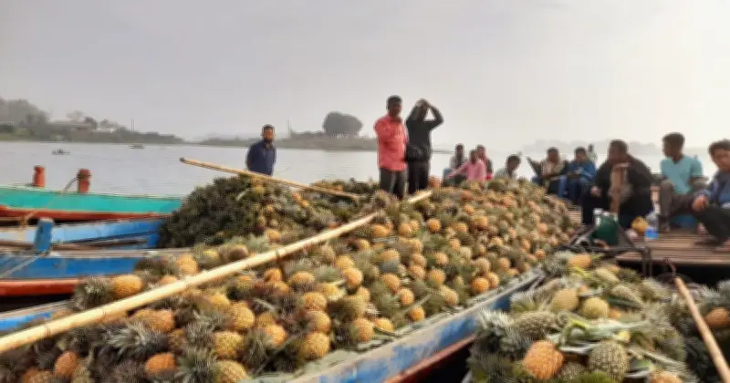 রাঙামাটিতে আনারস চাষে বিপ্লব: পাহাড়ের ‘সোনার খনি’ হয়ে উঠেছে মধু রানী