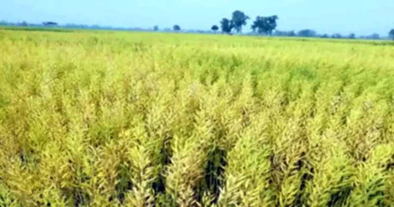 বগরার দুপচাঁচিয়ায় সরিষার বাম্পার ফলনে কৃষকের মুখে হাসি