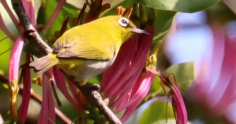 পটুয়ারটেকে চশমা টুনির সন্ধান: পর্যটকদের জন্য নতুন আকর্ষণ