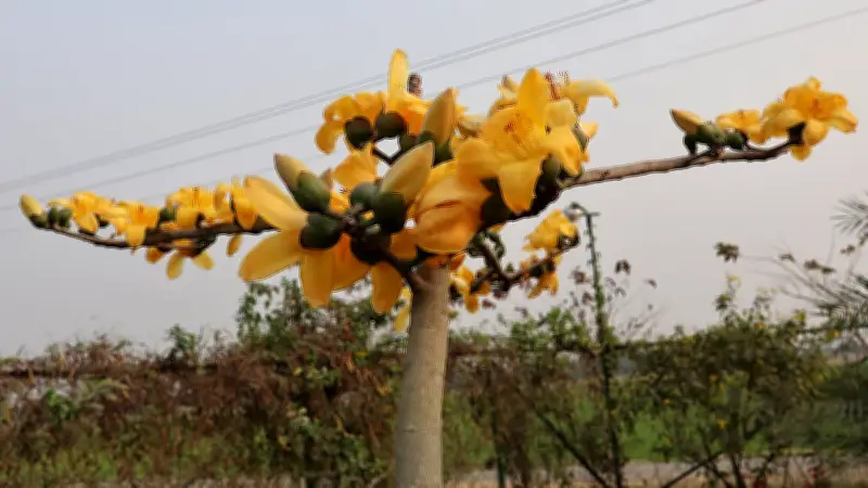 মৌলভীবাজারে বিরল হলুদ শিমুলের সন্ধান, বার্ড পার্কে প্রকৃতির অপূর্ব নিদর্শন