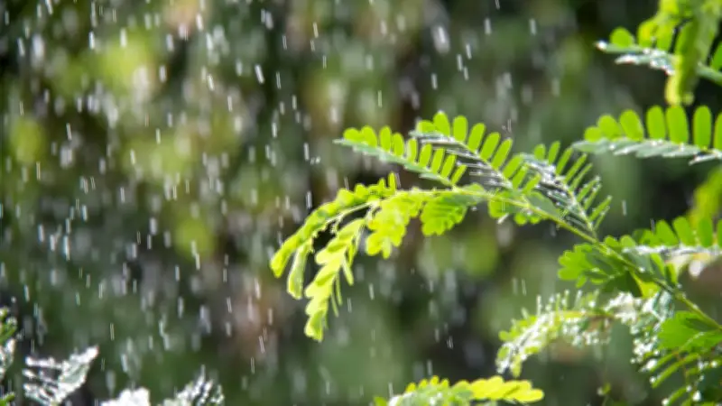 বৃষ্টি ও তাপমাত্রা বৃদ্ধির আভাস, পদ্মা-মেঘনায় মাছ ধরা নিষিদ্ধ, ঈদের সম্ভাব্য তারিখ প্রকাশ