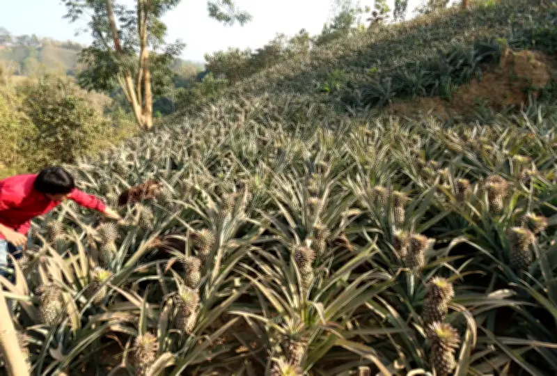 রাঙামাটির পাহাড়ে আনারসের মৌসুম: চাষ থেকে বাজার পর্যন্ত এক যাত্রা