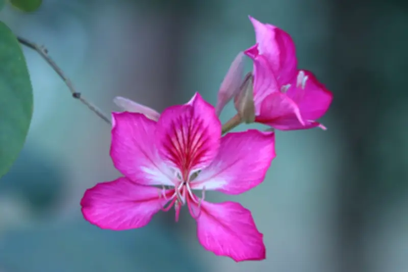 বসন্তের রূপে সেজেছে বাংলাদেশ: অর্কিড থেকে আমের মুকুল, প্রকৃতির মেলা