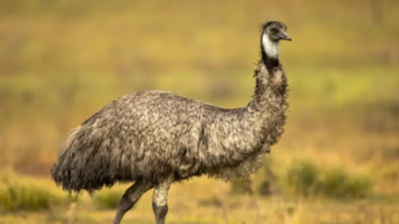 বাংলাদেশে অনলাইন শিক্ষার ভবিষ্যৎ: ডিজিটাল বিপ্লবের নতুন দিগন্ত