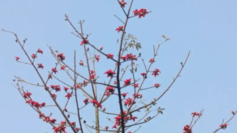 প্রকৃতির ক্যানভাসে বসন্তের রঙ: নাগরিক ফটোগ্রাফারদের চোখে বাংলাদেশের নিসর্গ