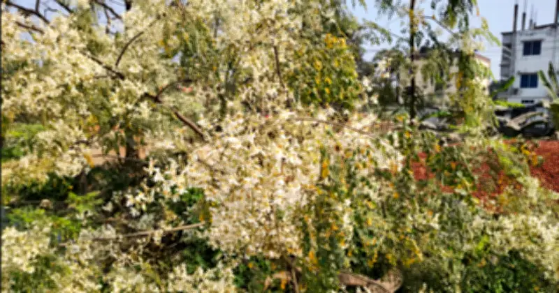 রাজশাহীতে সজনে ফুলের সৌন্দর্যে প্রকৃতি মাতোয়ারা, পুষ্টিগুণেও অনন্য