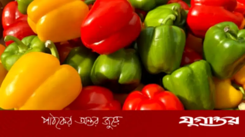 বিশ্বে ক্যাপসিকাম উৎপাদনে চীনের একক আধিপত্য, গ্রিনহাউস প্রযুক্তি ও বিশাল চাষাবাদ এলাকার কারণ